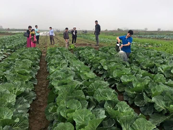 VIET NAM FRESH CABBAGES VIETGAP