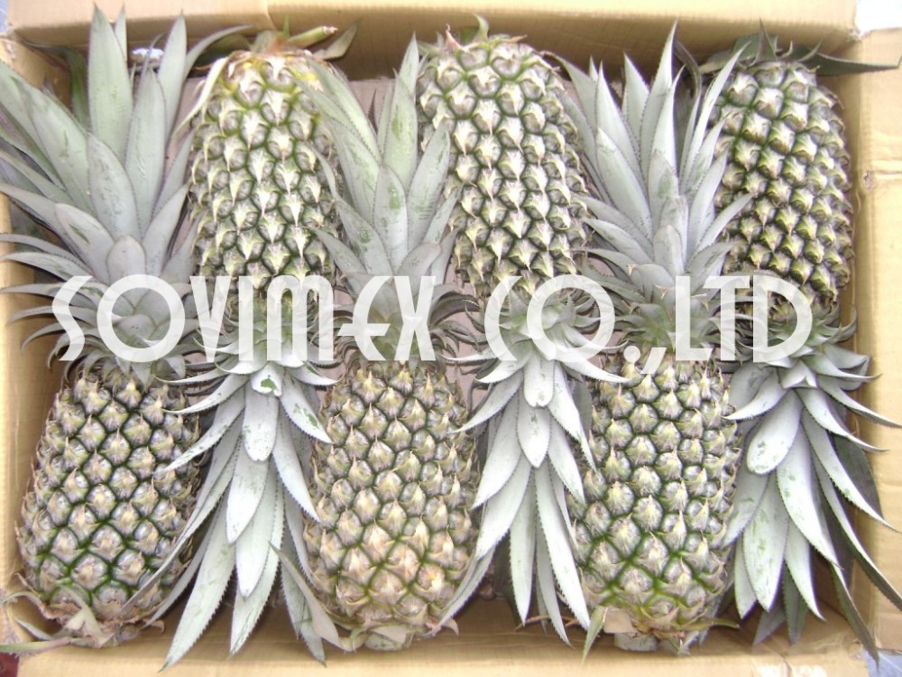 GRADE AAA FRESH PINEAPPLE FROM VIETNAM