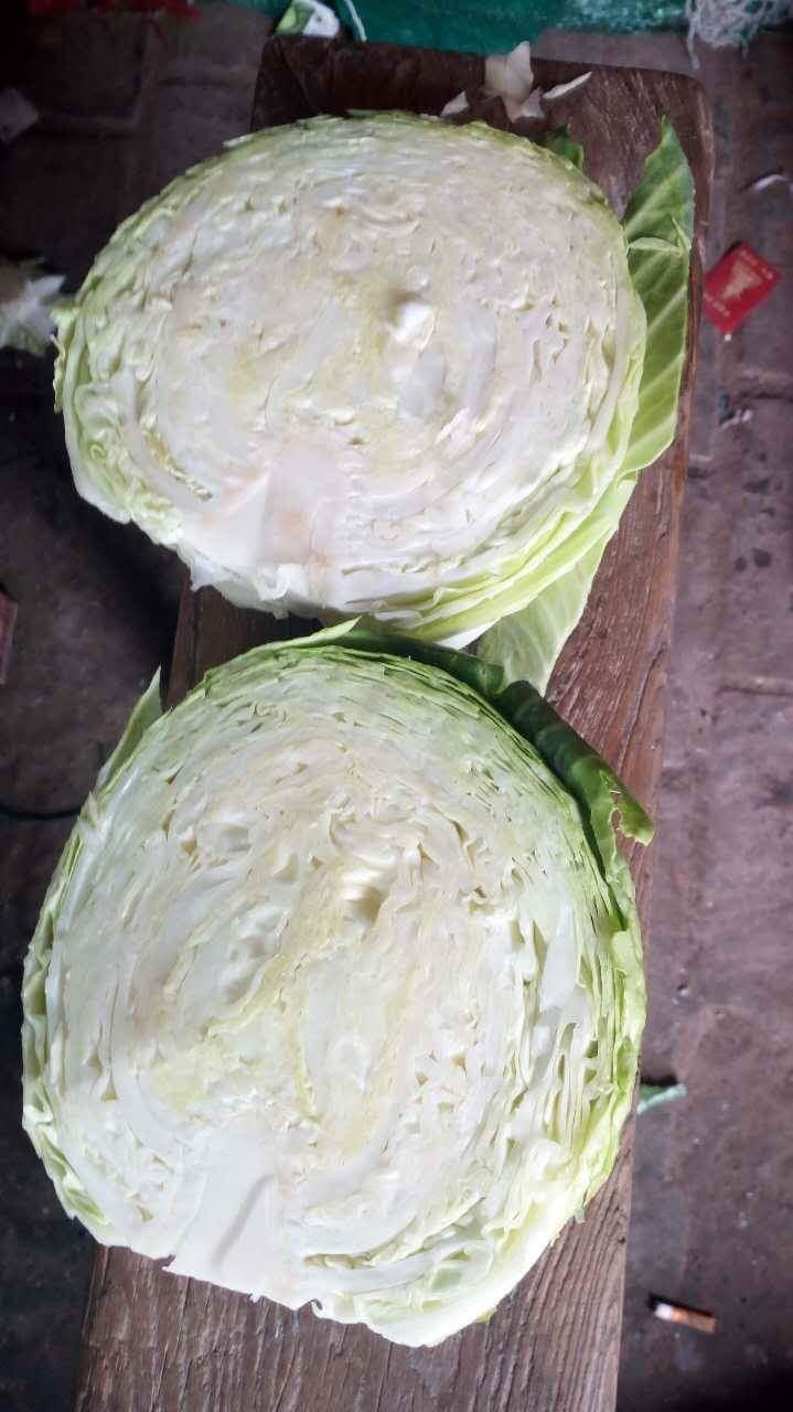 VIET NAM FRESH CABBAGES VIETGAP