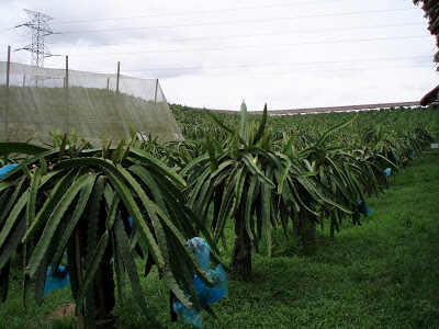 ATTRACTIVE PRICE - LARGE QUANTITY OF DRAGON FRUIT