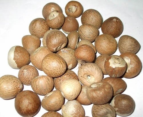 VIETNAM WHOLE BETEL NUTS / SPLIT BETEL NUT/ SLICE BETEL NUT