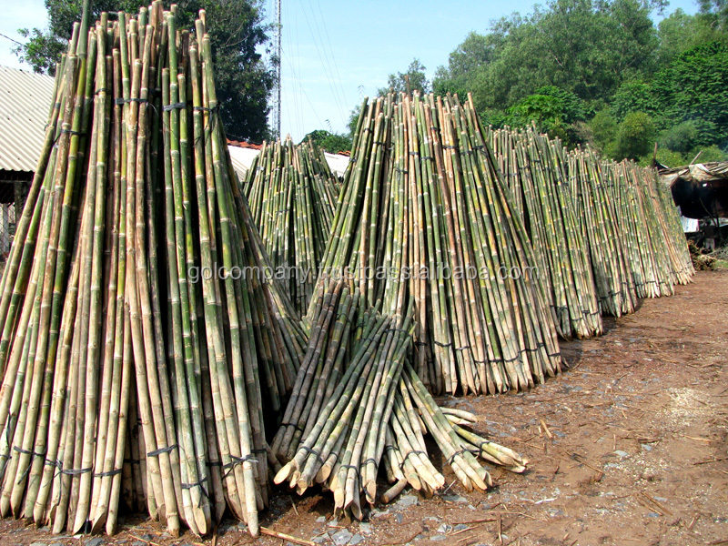 [wholesale] Bamboo raw materials - Natural Tam Vong bamboo pole solid / Bamboo thatch/ bamboo roll/