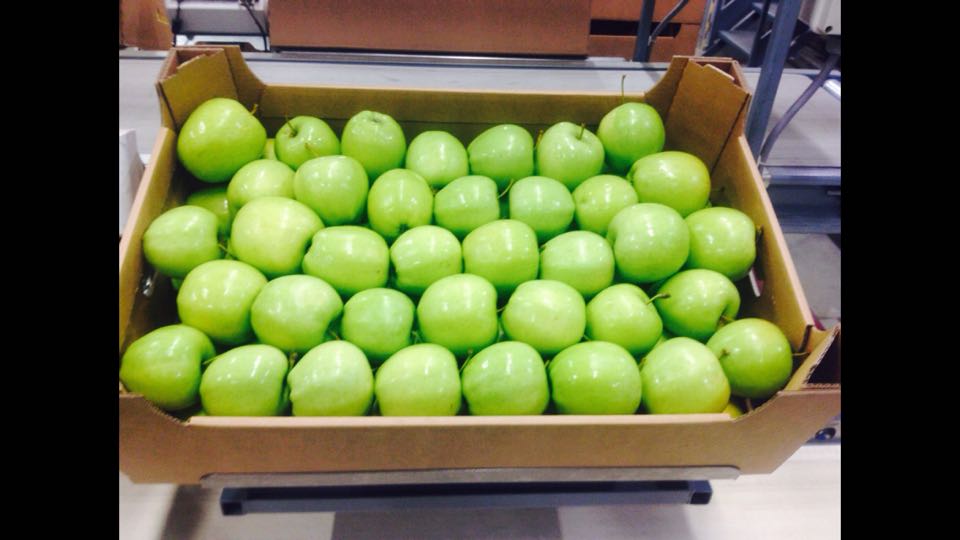 Apple poland. Apple poland