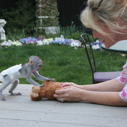 capuchin monkey pet for sale