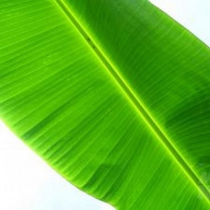 banana leaf
