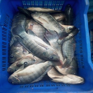 Tilapia Fish Malaysia Tilapia Fish Malaysia Suppliers And