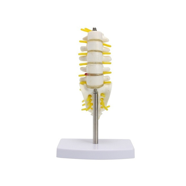 Lumbar Sacrum Model Available in Carton Box
