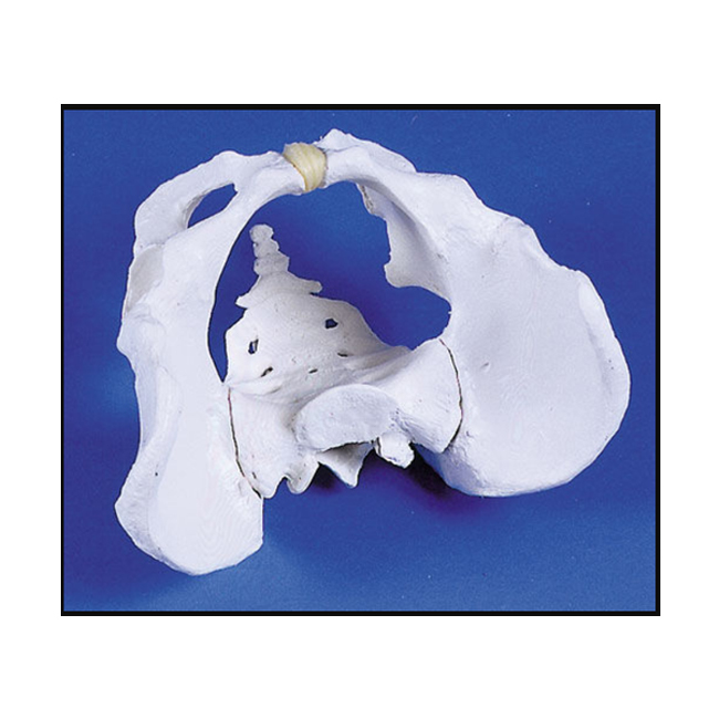 Модель человеческого таза лучшего качества для мужчин по оптовой цене