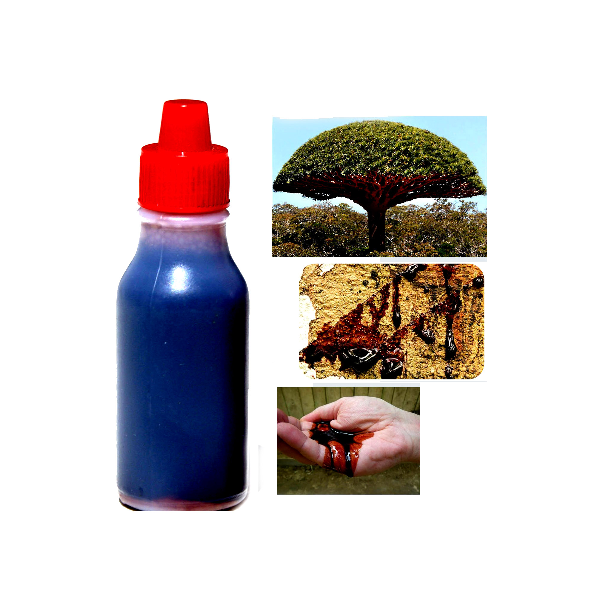 Кротон lechleri, натуральная медицинская медицина, чистый органический, розничная и оптовая продажа, Amazon, Эквадор