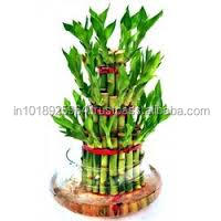 Три стебель драцена Сандера