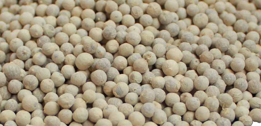 VIETNAM WHOLE WHITE PEPPER IMTEX FACTORY ( WHATSAPP: 0084 164 9078 009)