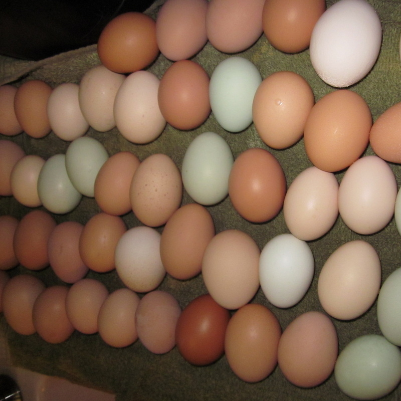 Thai Chicken 6 Hatching Eggs