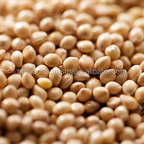 Лисохвост просо поставщиков