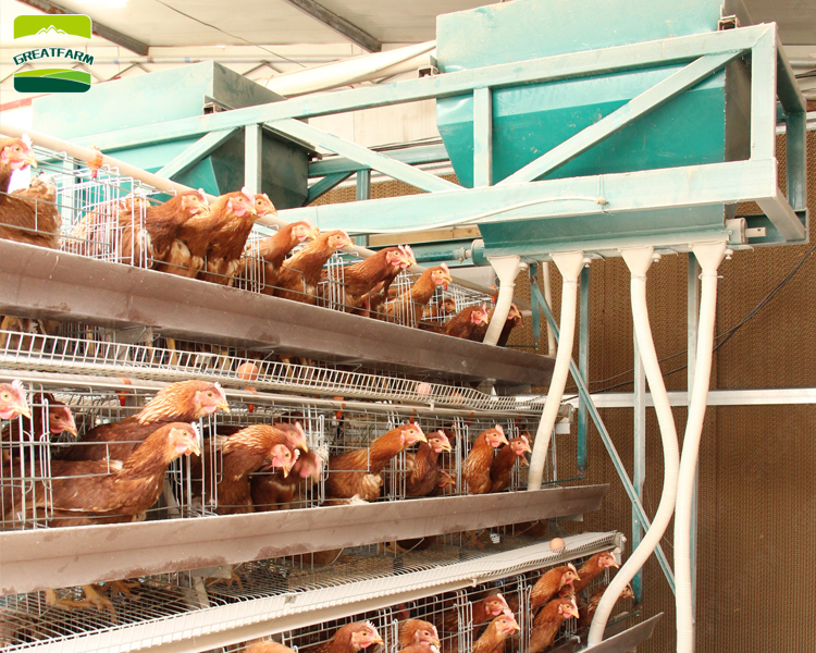 Chicken farm automatic feeder hot sale factory direct price Automatic chicken feeder