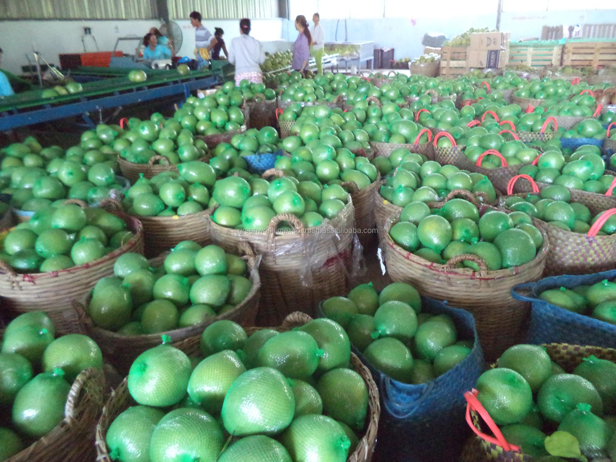 SWEET FRESH POMELO FROM VIETNAM