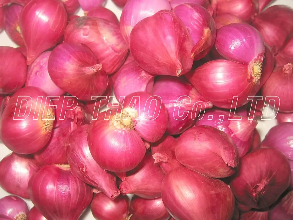 FRESH RED ONION/ RED SHALLOT EXPORT