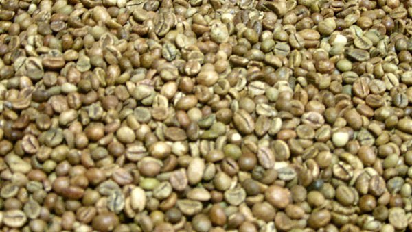 VIETNAM ROBUSTA COFFEE WET POLISHED S18 / GREEN COFFEE BEAN( WHATSAPP: 0084 164 9078 009 )