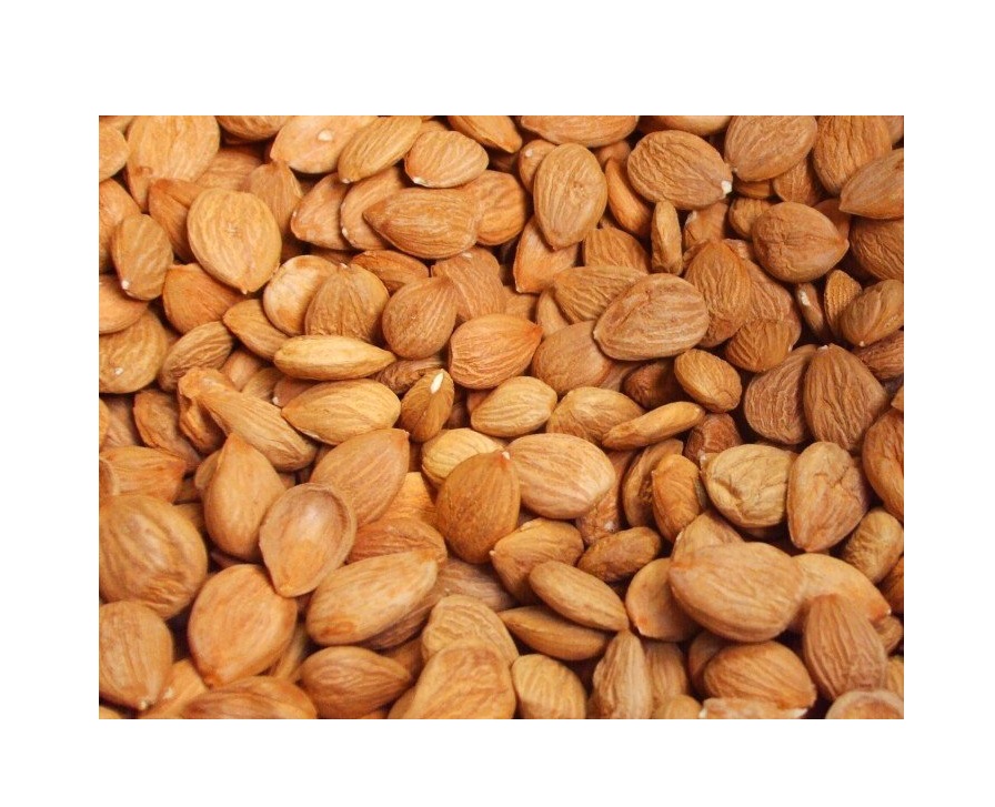 Apricot kernel