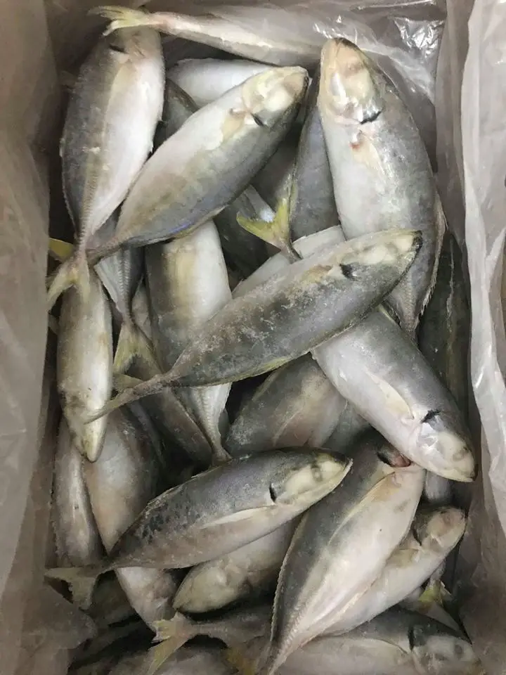 FROZEN YELLOW TAIL SCAD FROM VIET NAM WITH HIGH QUALITY