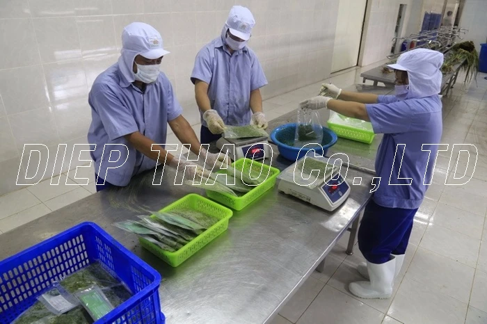 EXPORT FROZEN CASSAVA LEAVES