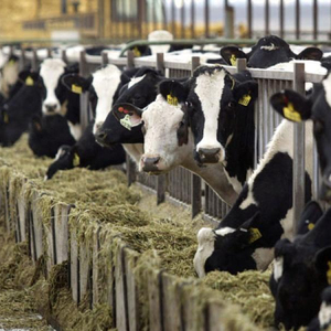 Unit Cow Unit Cow Suppliers And Manufacturers At Alibaba Com