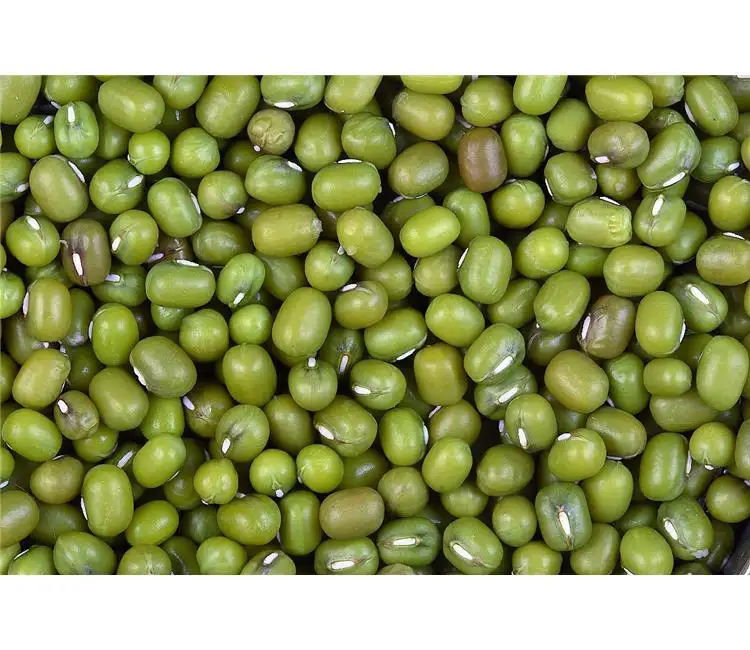 High quality vietnam dried green mung beans.