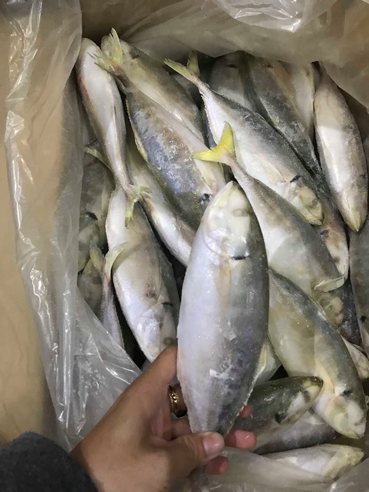 FROZEN YELLOW TAIL SCAD FROM VIET NAM WITH HIGH QUALITY