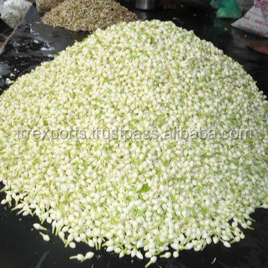 Свежий Жасмин цветы из Мадурай