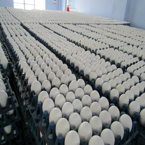 Экспорт яиц