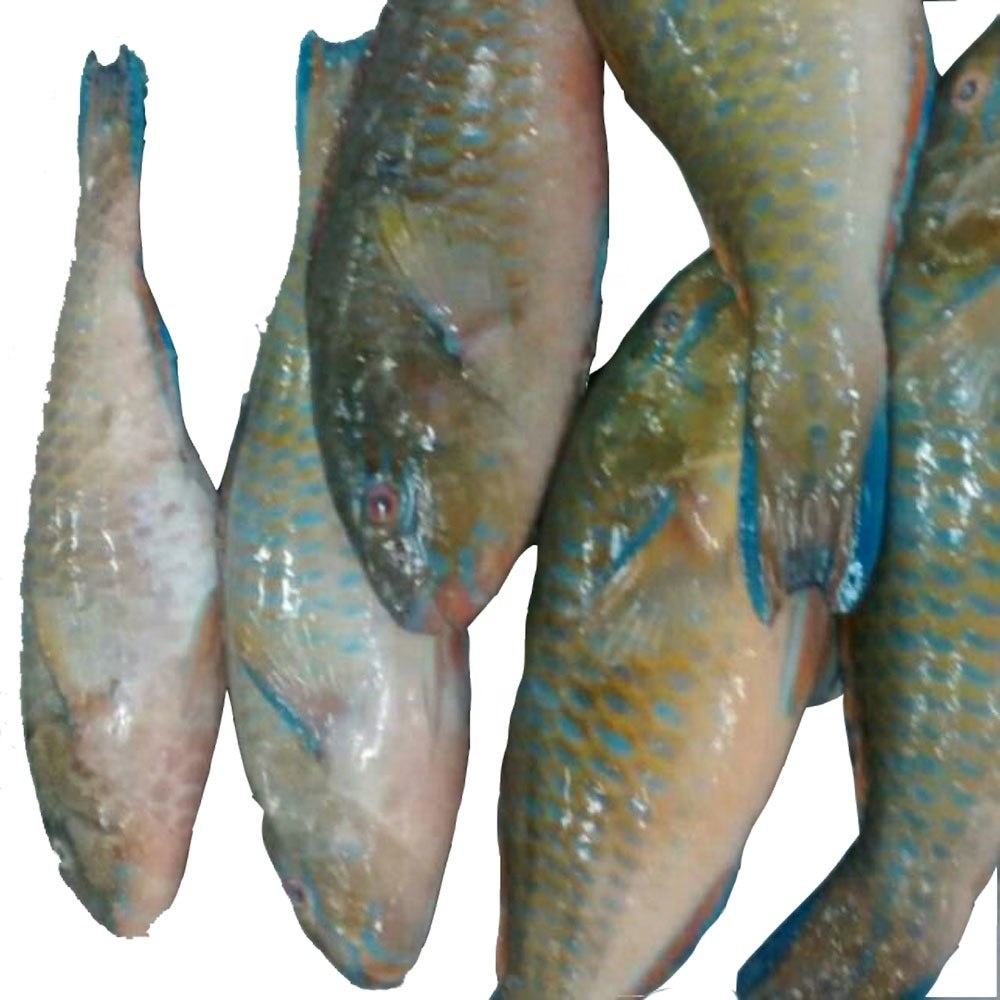 批发采购冷冻海鲜鹦鹉鱼 - buy parrot fish,frozen seafood,frozen