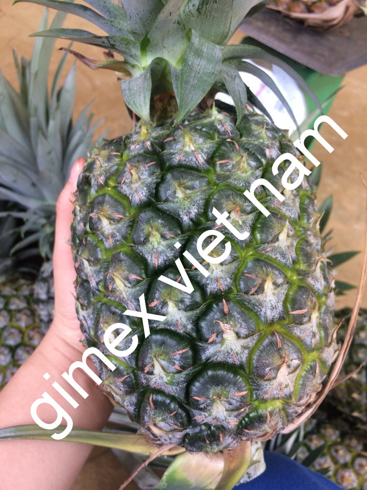 MD2 PINEAPPLE Vietnam 10 Kg GRADE 1 Natural Sweet FRESH YELLOW FLESH COMMON Cultivation 10-12 Cm with HACCP Certification