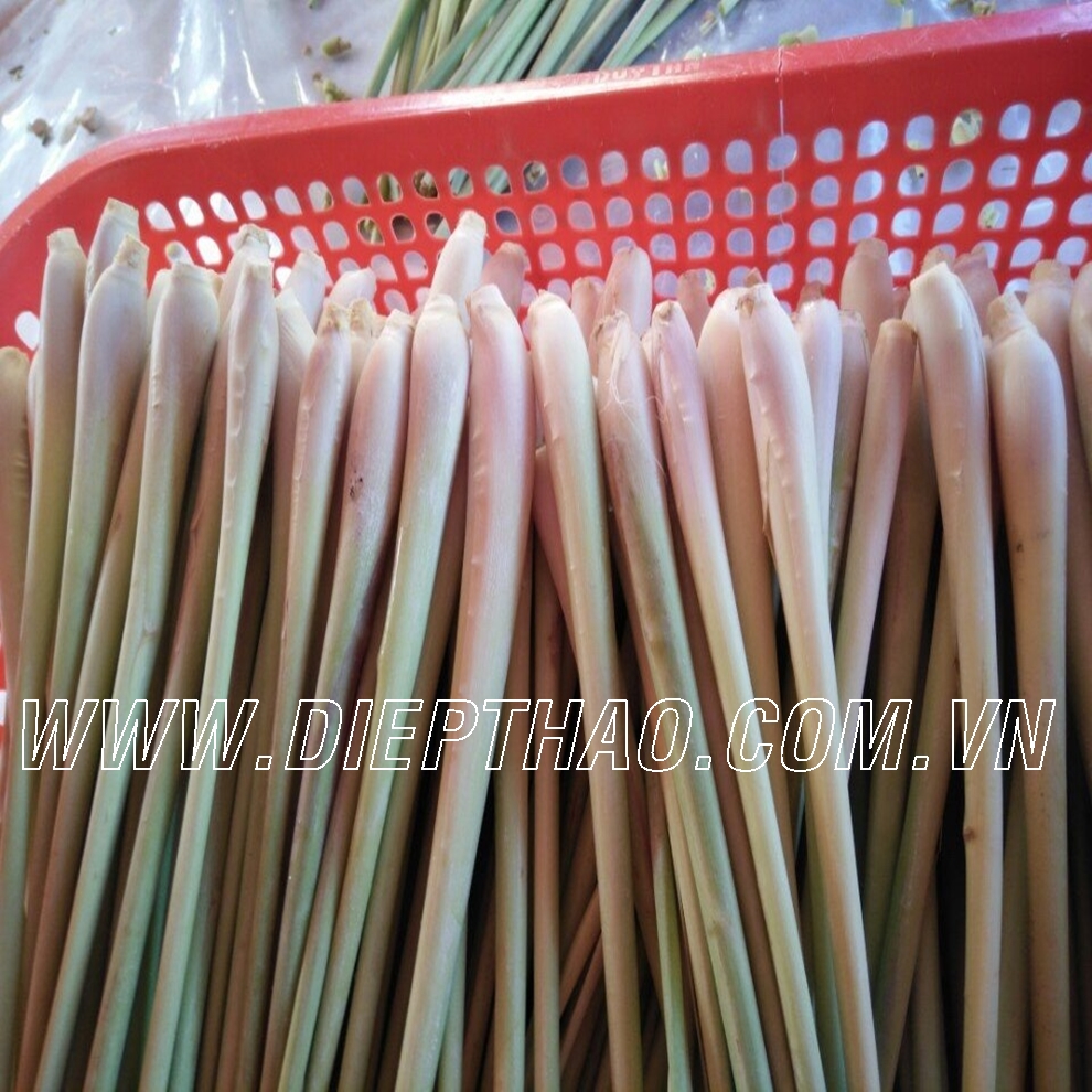 Standard export for fresh lemongrass