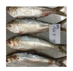 frozen shad for sale near me