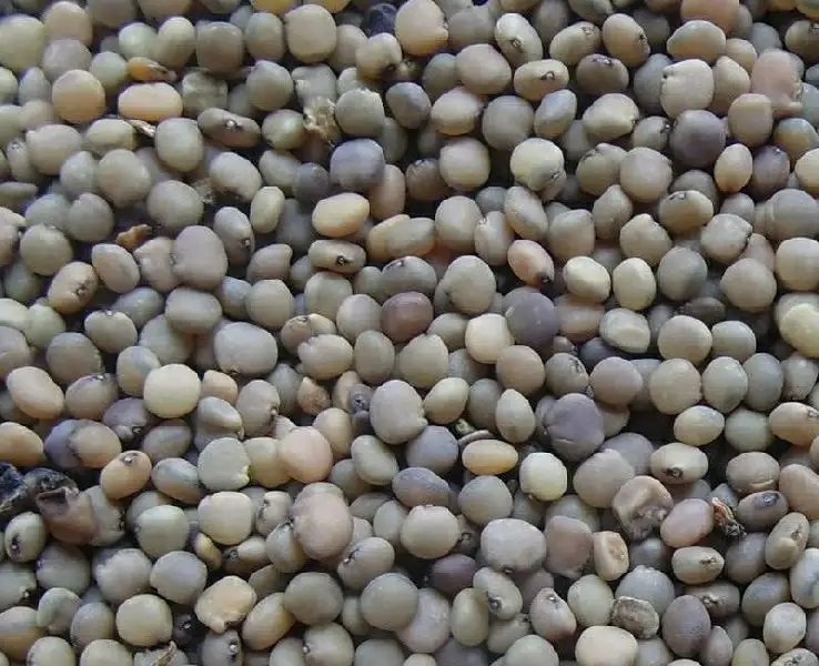 Семена гуара семена декоративной ели