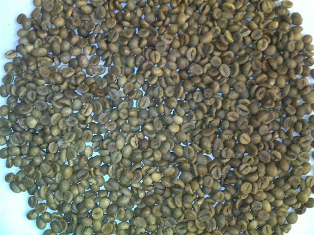 VIETNAM ROBUSTA COFFEE SCREEN S18 ( WHATSAPP: 0084 164 9078 009 )