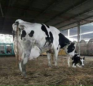 Livestock Cattle Cow Livestock Cattle Cow Suppliers And
