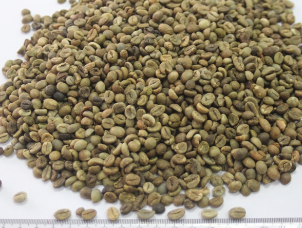 VIETNAM ROBUSTA COFFEE SCREEN S18 ( WHATSAPP: 0084 164 9078 009 )