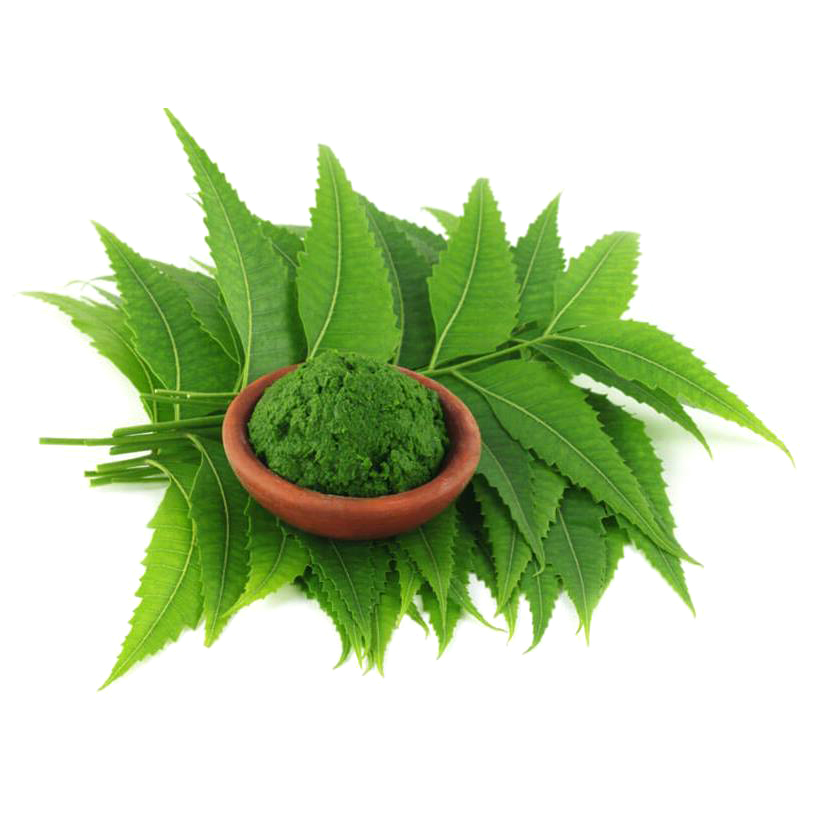 Экстракт ним листья. Листья нима. Экстракт ним листья. Зеленый порошок это аюрведа. Экстракт монарды со2, 30 мл.