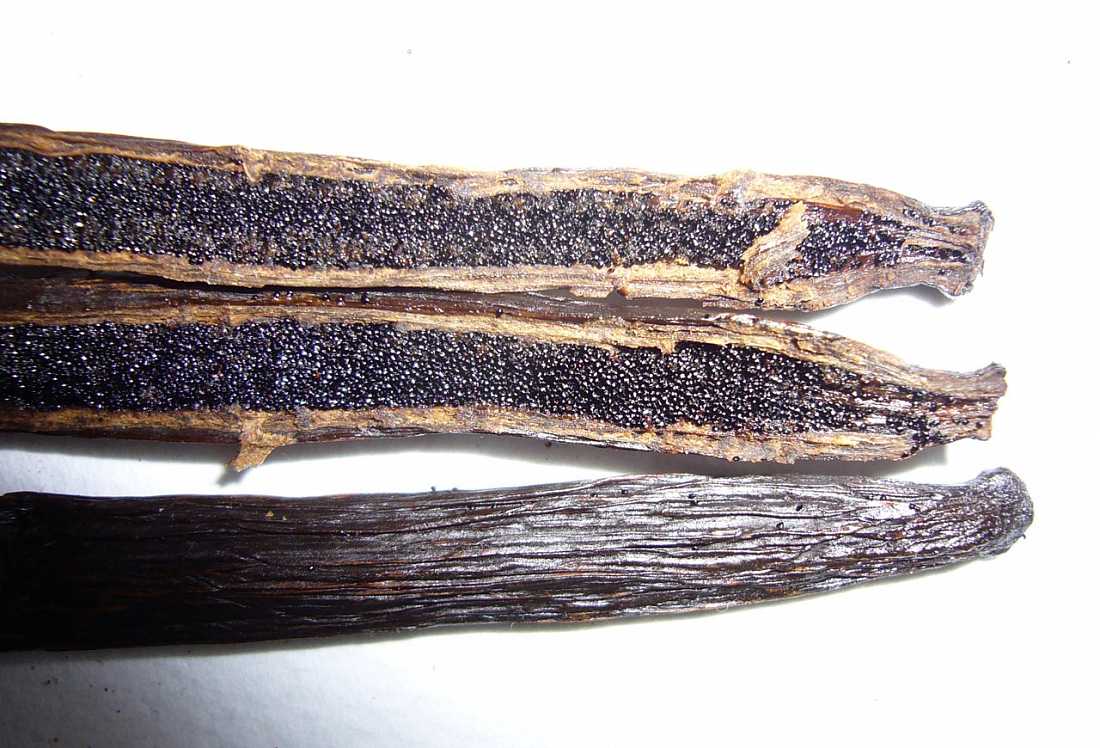 干燥的野生油性香荚兰荚果整个香草豆香料