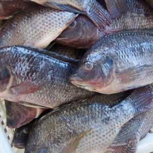 黑罗非鱼批发采购, 黑罗非鱼供应商和批发商 - alibaba