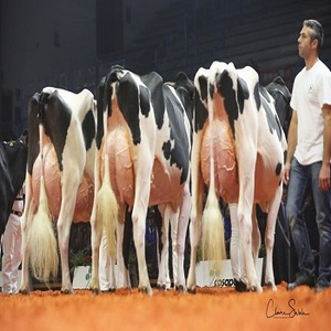 Jersey Cows For Sale And Pregnant Jersey Cow Alibaba Com