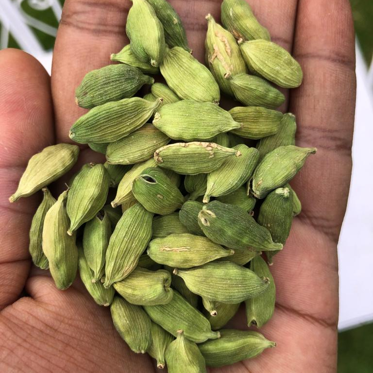 印度绿豆蔻8毫米加粗出口品质