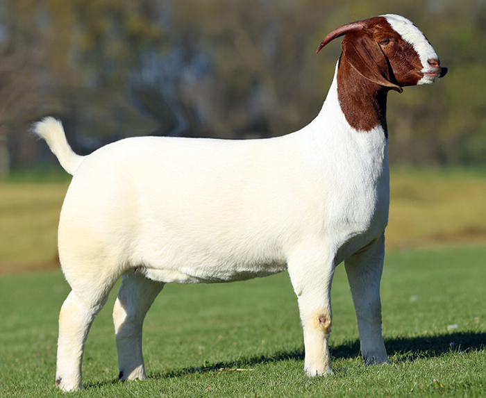 south african alive healthy boer goat & alive sheep suppliers