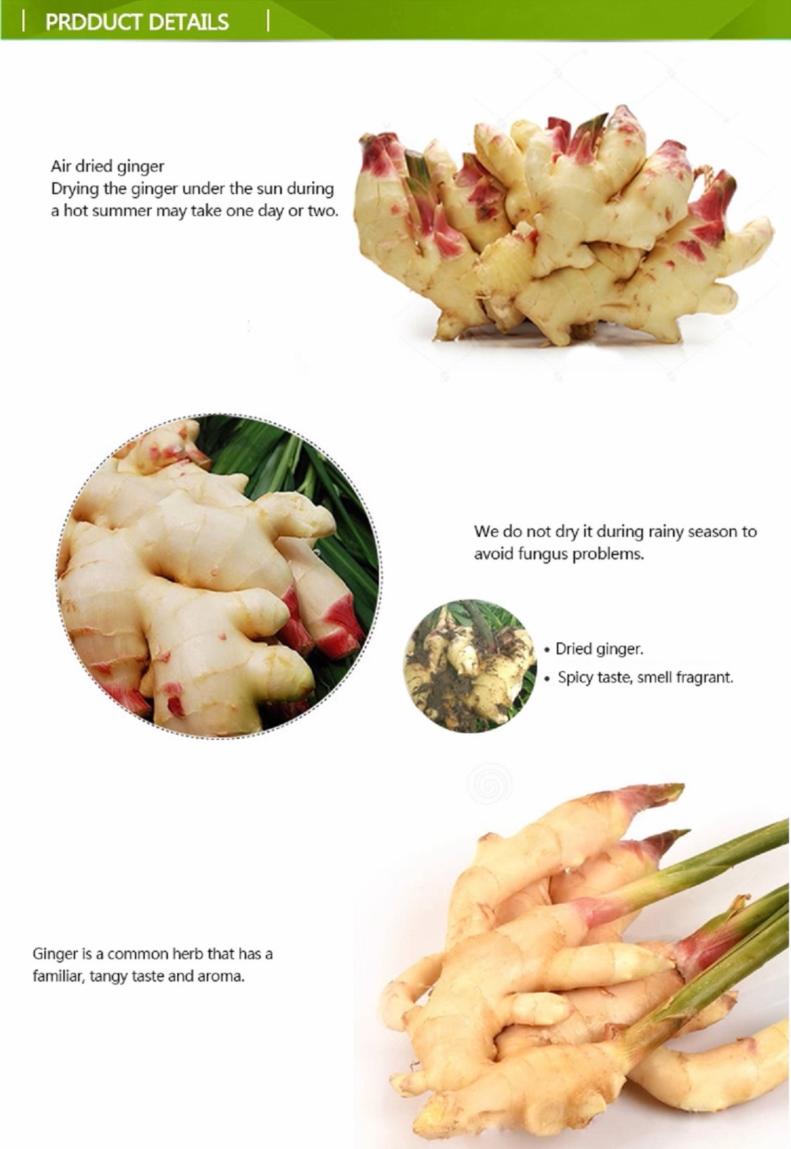 VIET NAM FRESH GINGER WITH BEST PRICE