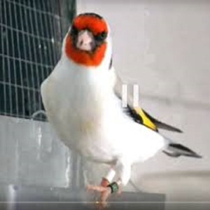 saka kusu fiyatlari