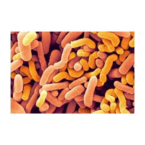 bifidobacterium breve, bifidobacterium breve direct from zealmax