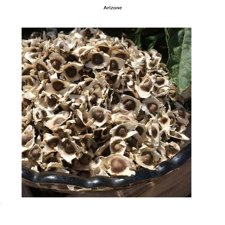 Оптовый экспортер семян негибридной Моринги высокой чистоты по доступной цене