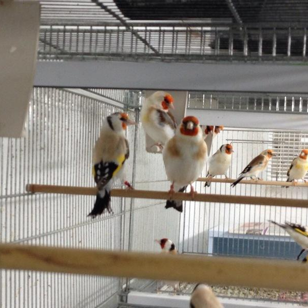 buy birds