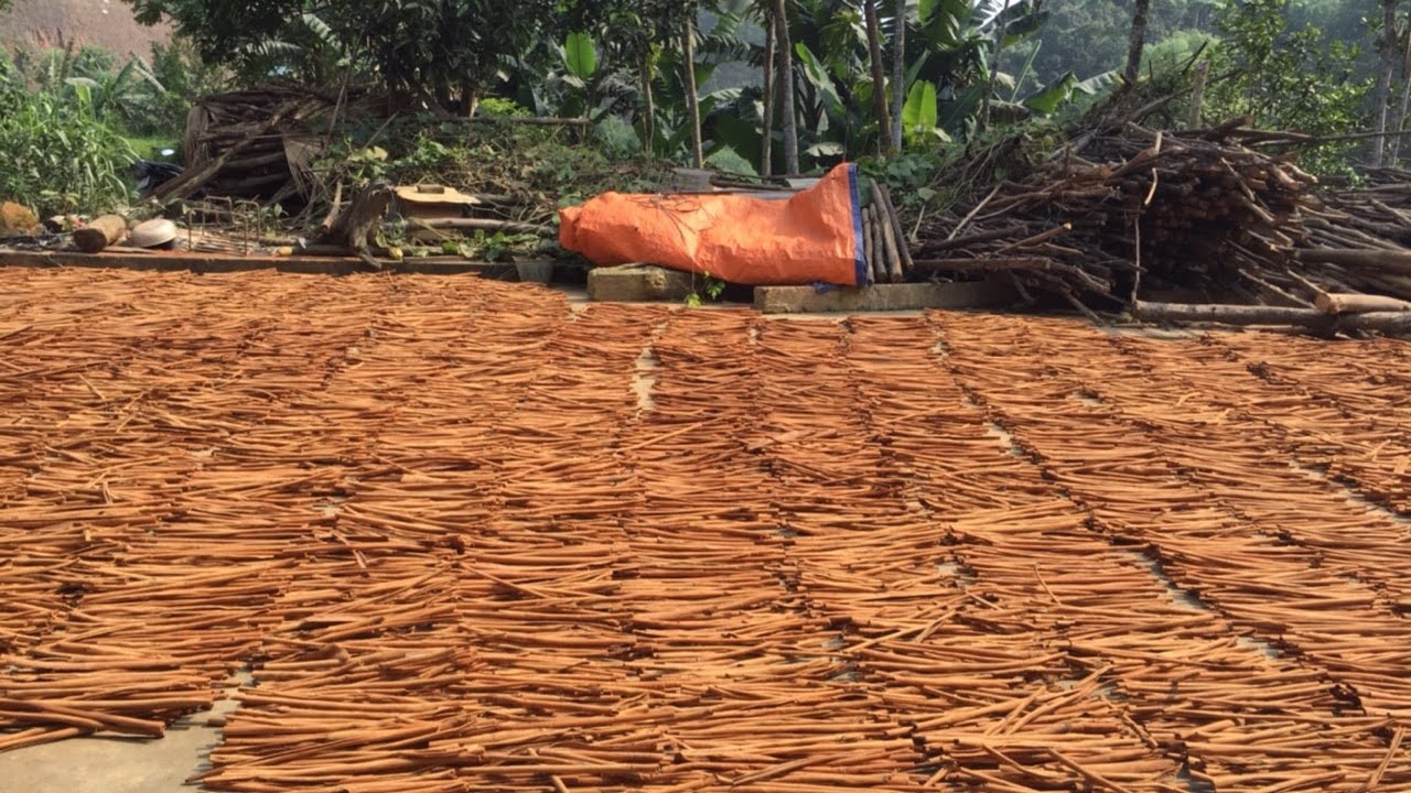 Cinnamon Single Spices Cassia Best Quality Low Price Dried Cinnamon Stick Spicy AD Single Herbs & Sp