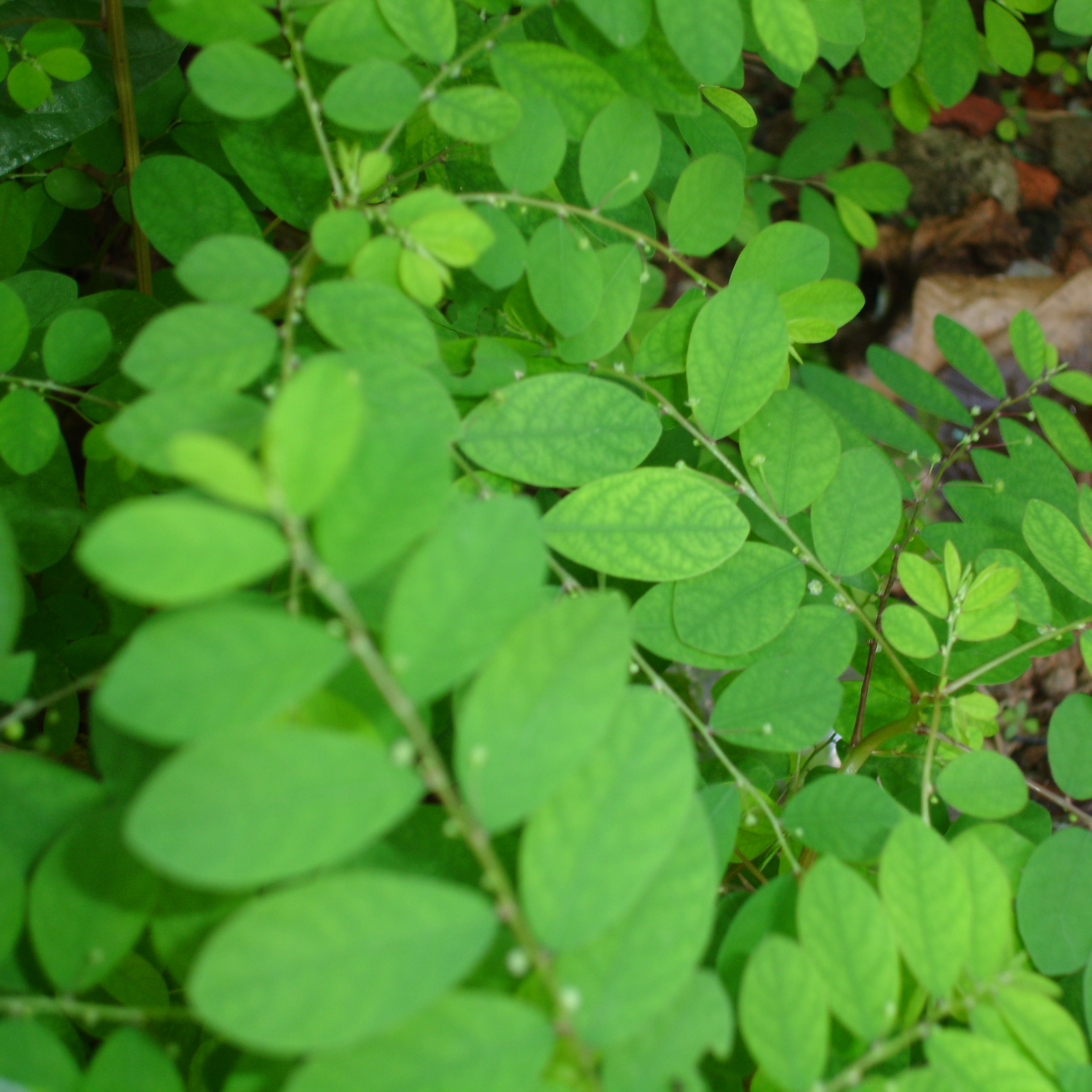 Сухие высушенные листья Stonebreaker, органический продукт оптом, натуральные травы, листья филлантуса, нирури, травяной чай для здоровья, медицина Chancapiedra